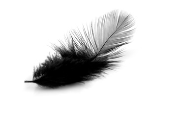 Soft black feather isolated on white