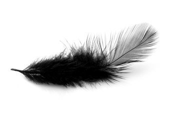 Soft black feather isolated on white