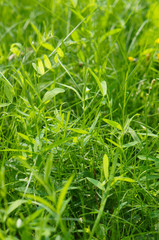 Meadow grass vertical close up