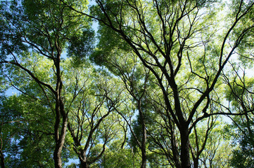 Summer landscape gren tops of salix viminalis trees