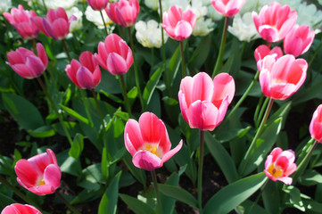 Fototapeta premium Pink tulip flowers in garden
