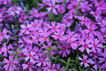 Phlox subulata moss pink purple flowers background