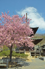 河津桜咲くお寺