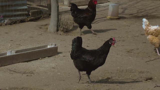 chicken close up at her place
