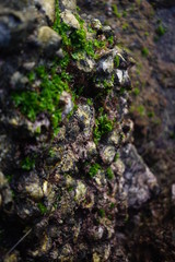 sea moss on the reef