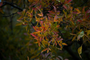 leaves of tree in autumn