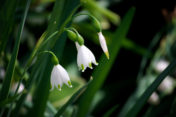 Fototapeta premium SUMMER SNOWFLAKE