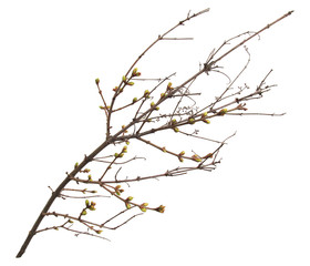   A branch of lilac with buds.