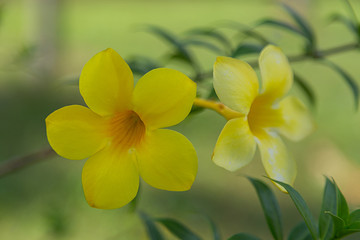 yellow flowers