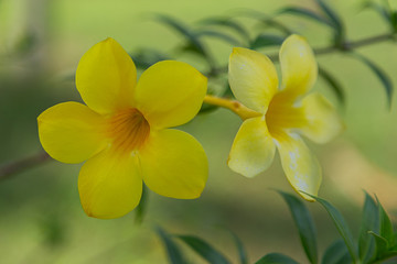 yellow flowers