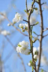 白桃の花