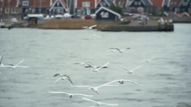 This is a shot of Seagulls gliding in the slipstream of a Ship in Amsterdam.