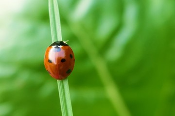 Ladybug on a green leaf.Close up on ladybug on green background for phone wallpaper.Nature  insect background.Ladybug sitting on a leaf