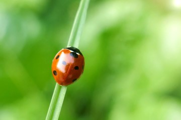 Ladybug on a green leaf.Close up on ladybug on green background for phone wallpaper.Nature plant insect background.Ladybug sitting on a leaf