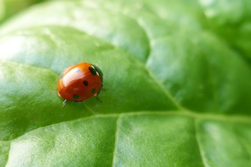 Ladybug on a green leaf.Close up on ladybug on green background for phone wallpaper.Nature plant  background.Ladybug sitting on a leaf