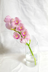 ピンク色のシンビジュームの花