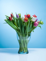 A bouquet of tulips on a blue background.
