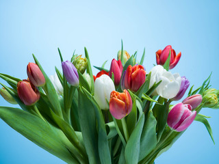 A bouquet of tulips on a blue background.
