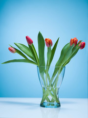 A bouquet of tulips on a blue background.