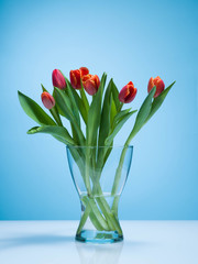 Tulips on a blue background.