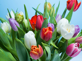 A bouquet of tulips on a blue background.