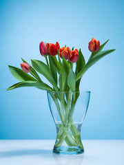 Tulips on a blue background.
