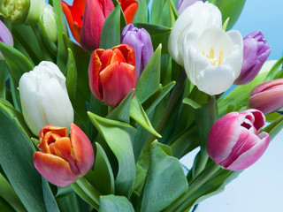 A bouquet of tulips on a blue background.