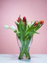 Tulips on a rosa background.