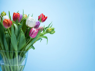 A bouquet of tulips on a blue background.
