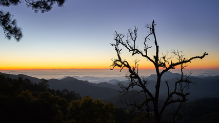 Fototapeta na wymiar sunrise skyline of view point of hill and silhouette branch trees
