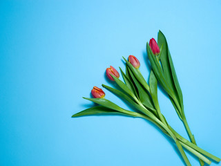 Tulips one by one on blue