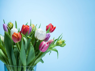 A bouquet of tulips on a blue background.