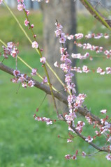 梅の花