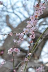 梅の花