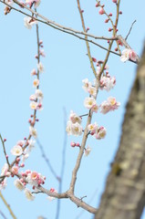 梅の花