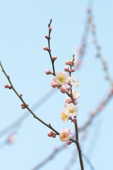 梅の花