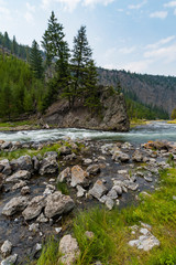 Obraz premium River in the forest