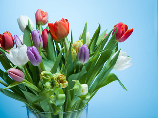 Bunch of colorful tulips on a pastel isolated background.