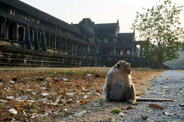 Monkey sits in temple complex Angkor Wat Siem Reap, Cambodia