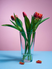 Bunch of colorful tulips on a pastel isolated background.