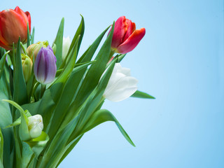 Bunch of colorful tulips on a pastel isolated background.