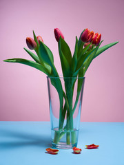 Tulips on a pink background.