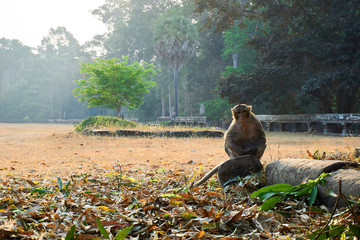 Monkey sits in temple complex Angkor Wat Siem Reap, Cambodia