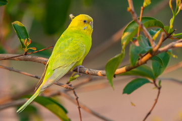 Yellow shell parakeet perching on a perch