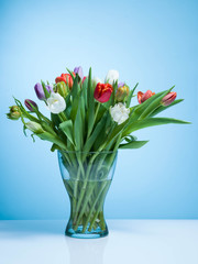 Bunch of colorful tulips on a pastel isolated background.