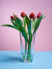 Tulips on a pink background.