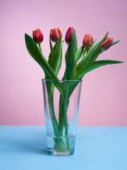 Tulips on a pink background.