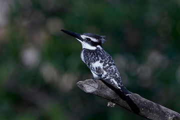 Pied kingfisher (Ceryle rudis)