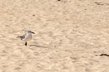 Stepping in the Sand