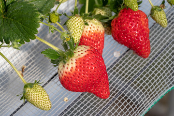 Greenhouse grown strawberries, Sanmu City, Chiba Prefecture, Naruto, Japan